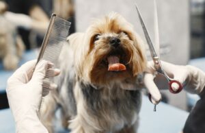 Dog Grooming