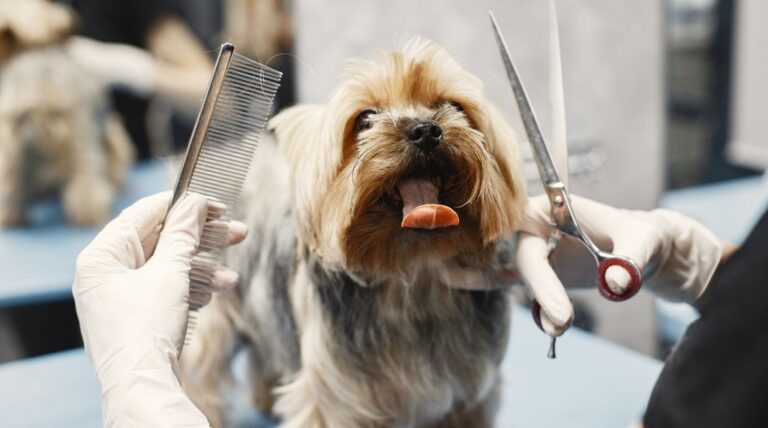10 Best Dog Groomers Courses & Training Classes