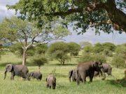 11 Best + Free Zoology Courses with Certificates Zoology Courses with Certificates