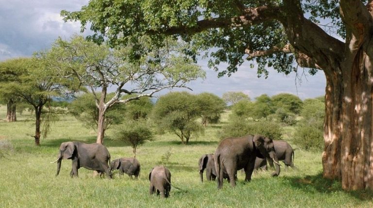 11 Best + Free Zoology Courses with Certificates