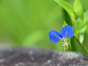 Highest Paying Botany Jobs and desired Skills