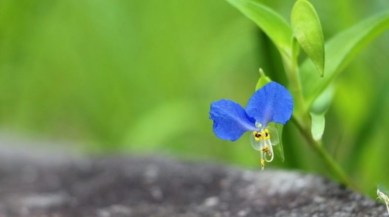 Highest Paying Botany Jobs and Desired Skills