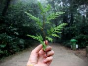 Best Ecology Courses & Certification Classes