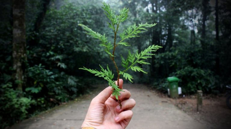 10 Best Ecology Courses & Certification Classes