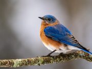 3 Best Online Zoology Certificate Programs Zoology