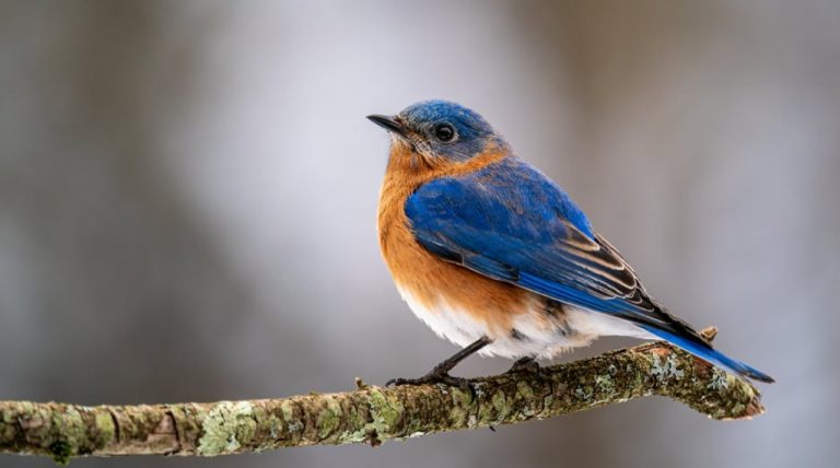 3 Best Online Zoology Certificate Programs