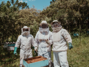 beekeeping