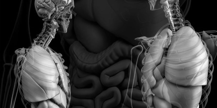 Exploring Anatomy - the Human Abdomen